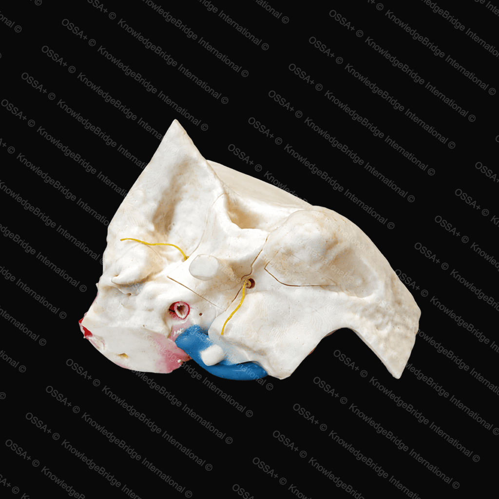 Advance Model — Complete Bone view 2