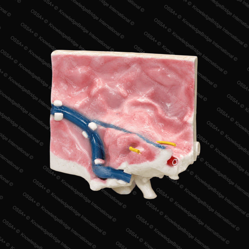 Advance Model — Complete Bone view 3