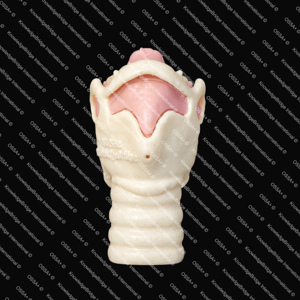 Artificial Larynx Model view 2