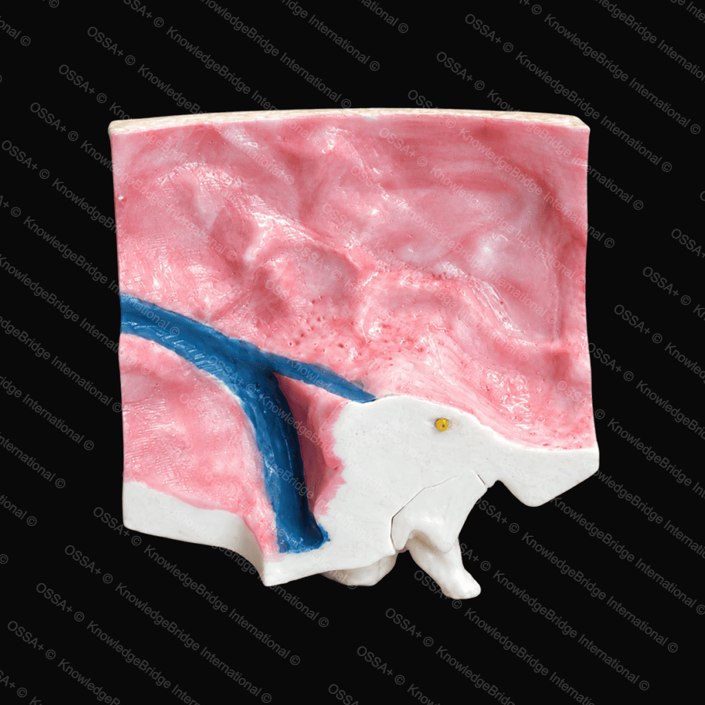 Basic Model — Mastoid Bone view 2